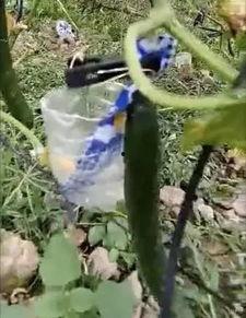 揭阳吃瓜的事件真相视频,真相视频揭示惊人内幕