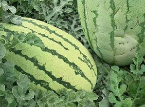 如何去找吃瓜视频素材呢,轻松获取热门吃瓜视频素材的五大途径