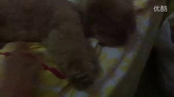 呱呱吃瓜姐姐视频大全,揭秘热门视频背后的趣味故事