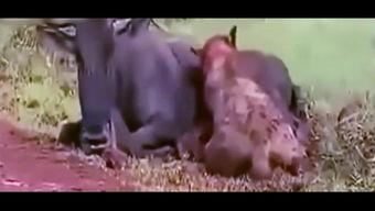 吃货吃无籽瓜视频在线观看,跟随吃货探寻美味奥秘