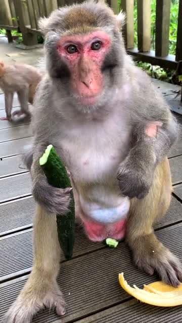 女人吃瓜像猴子视频播放,视频走红网络，引发网友热议