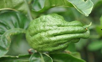 佛手瓜吃苗如何种植视频,视频教程详解