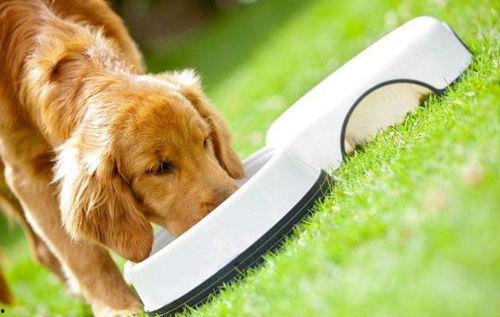 狗吃梨瓜做法视频大全集,狗吃梨瓜制作视频大全，轻松学会萌宠美食