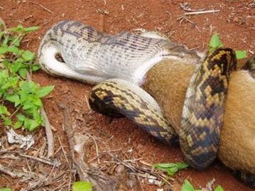 吞噬巨蟒吃瓜视频播放全集,惊心动魄的生存瞬间